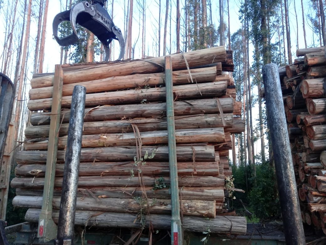 Eucalipto – Toras para Exportação