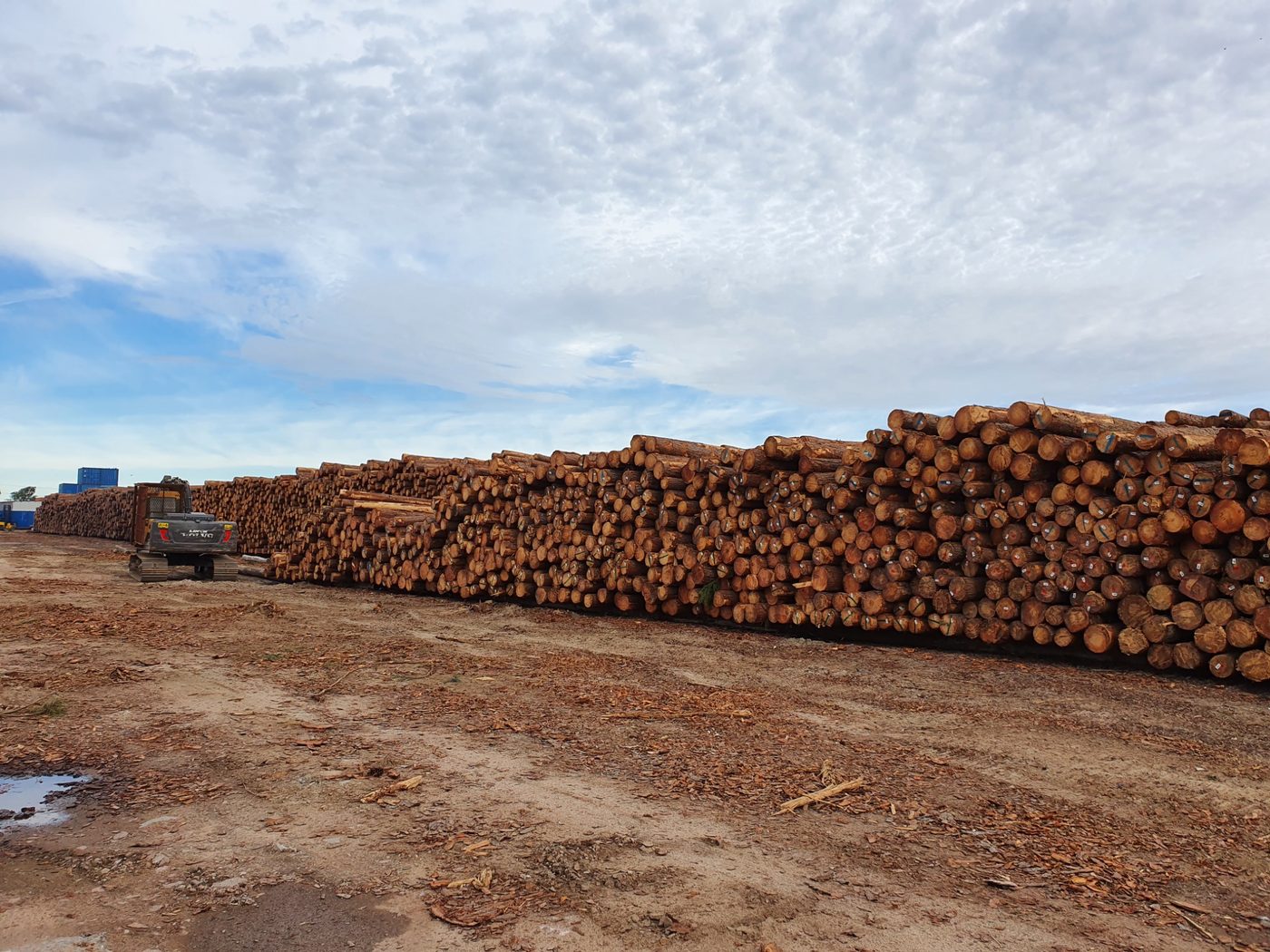 Pinus – Toras para Exportação
