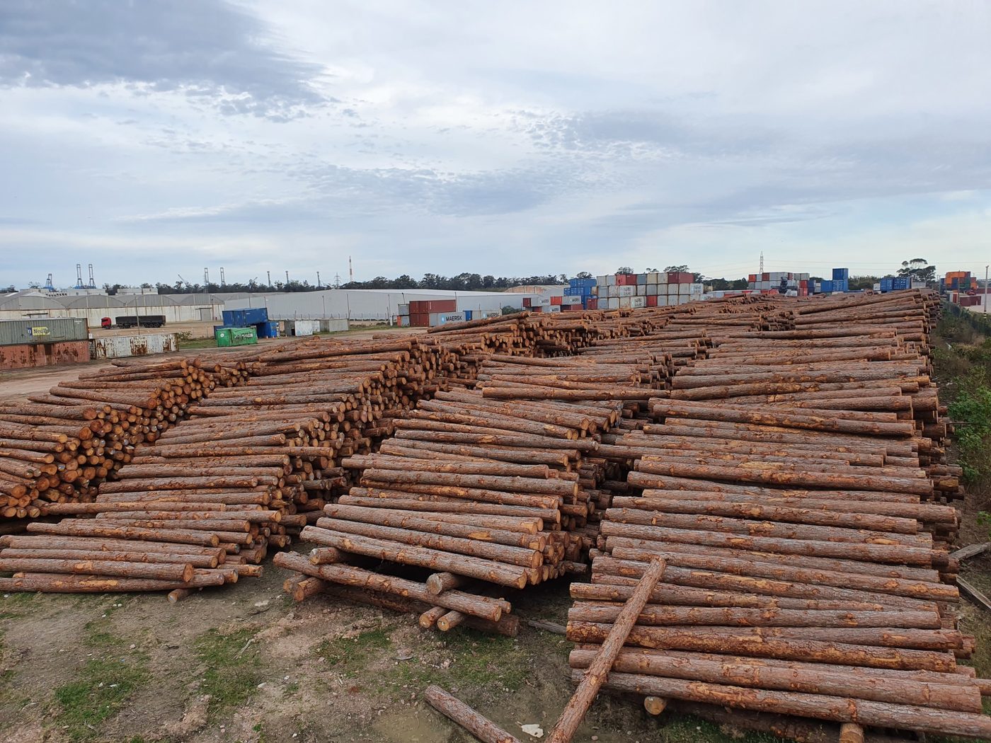 Pinus – Toras para Exportação