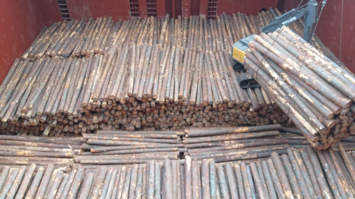 Pinus – Toras para Exportação